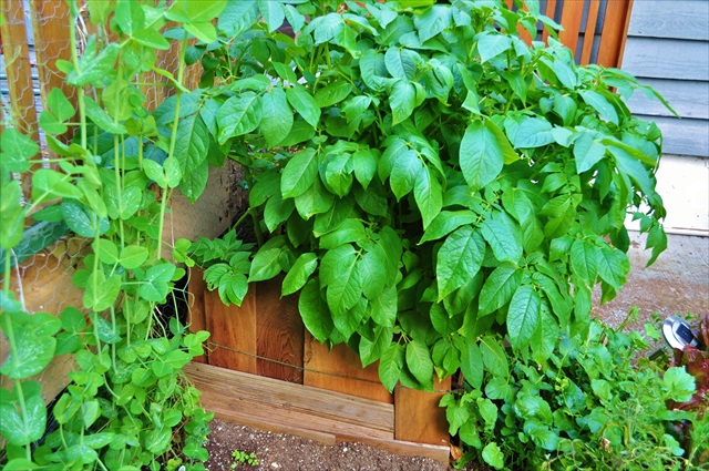 Creating your own edible small space garden | Food Bloggers of Canada