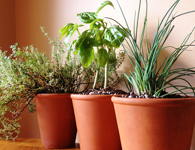 5 Herbs to Grow Indoors This Winter | Food Bloggers of Canada