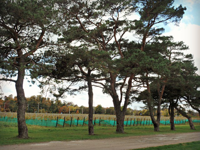 Canadian Wine: Niagara's Pearl Morissette Wines