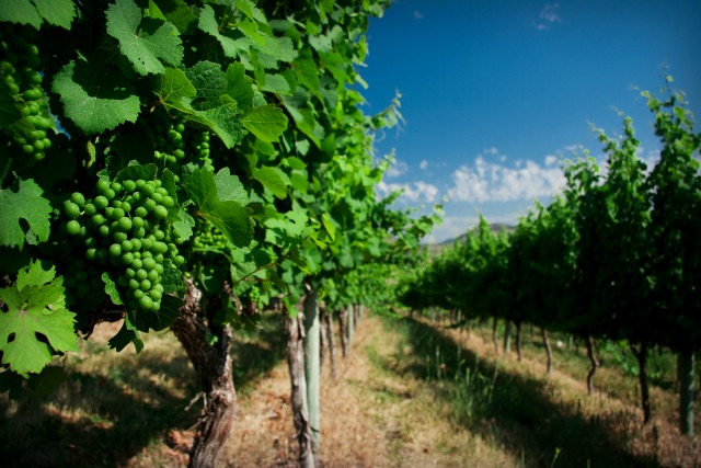 Canadian Wine: Tinhorn Creek Wineries | Food Bloggers of Canada