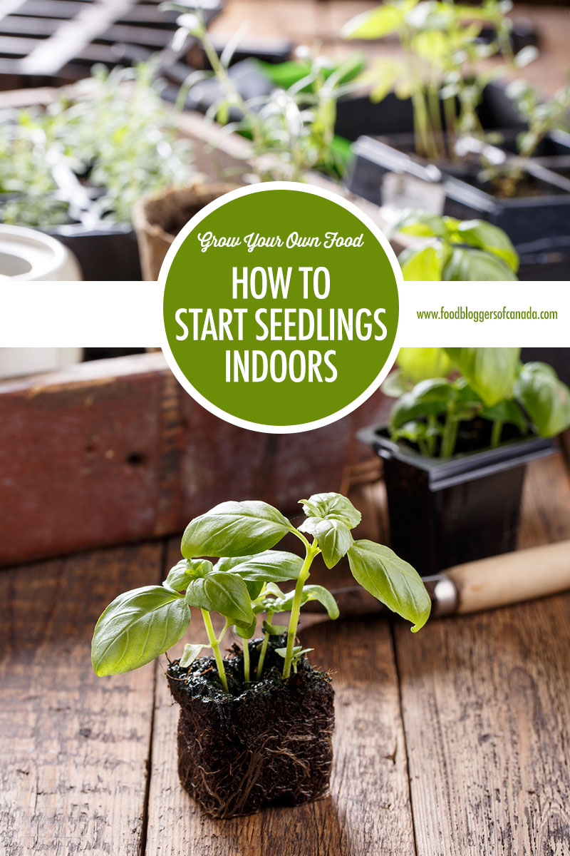 Grow Your Own Food How To Start Seeds Indoors Food Bloggers Of Canada