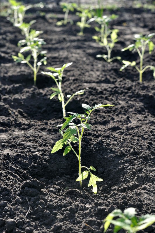 Grow Your Own Food: Planting Your Garden | Food Bloggers of Canada