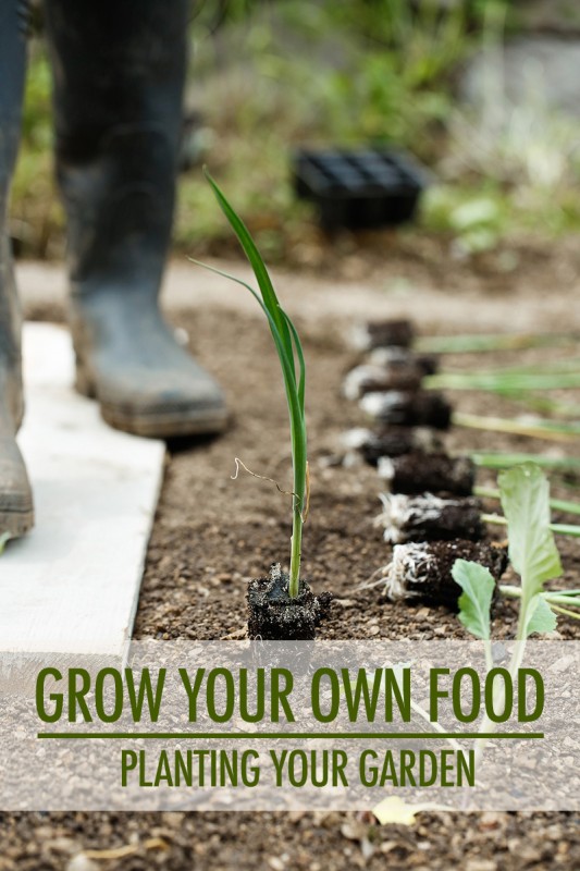 Grow Your Own Food: Planting Your Garden | Food Bloggers of Canada