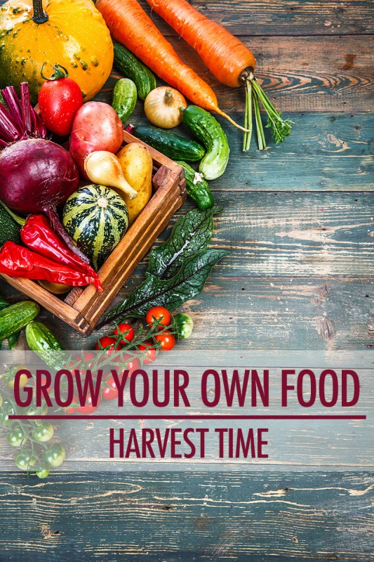 Grow Your Own Food: The Harvest | Food Bloggers of Canada