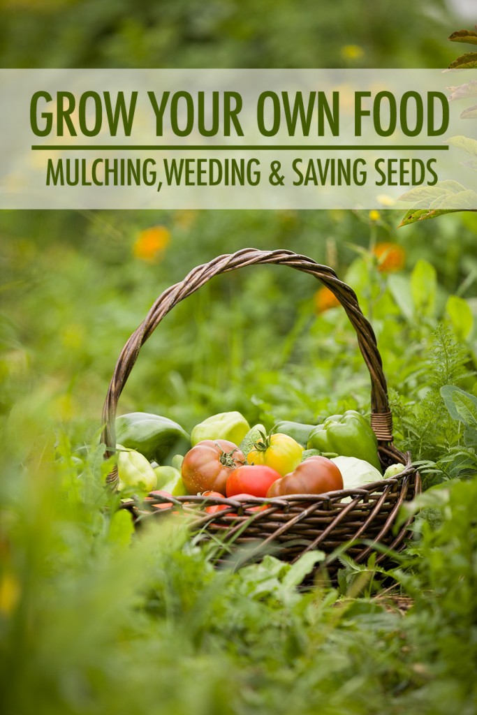 Grow Your Own Food: Mulching, Weeding and Saving Seeds | Food Bloggers of Canada