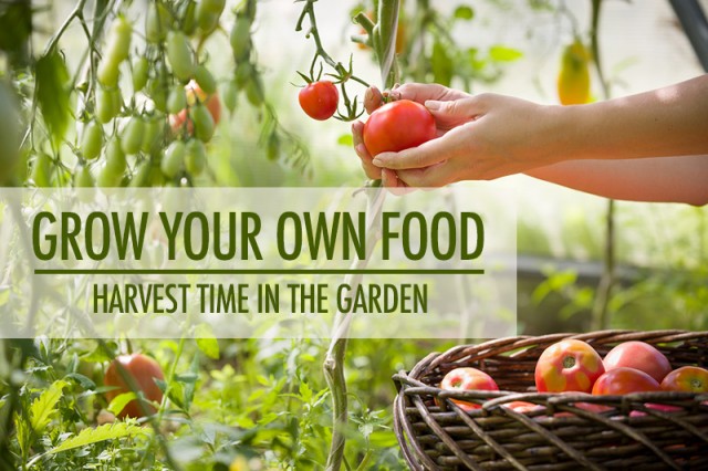 Grow Your Own Food: The Harvest | Food Bloggers of Canada