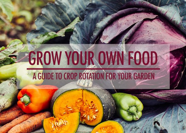 A Guide To Crop Rotation For Your Garden | Food Bloggers of Canada