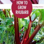 How to Grow Rhubarb | Food Bloggers of Canada