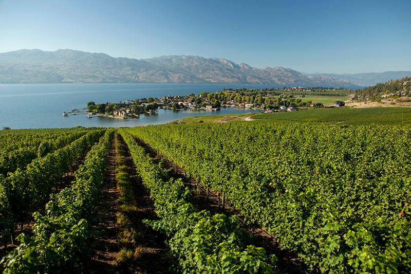 Okanagan Vineyards along the lake