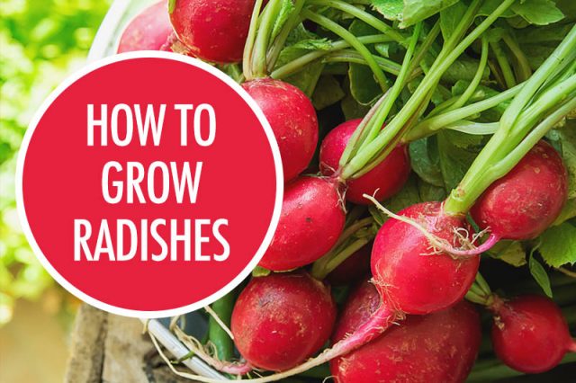 How To Grow Radishes | Food Bloggers of Canada