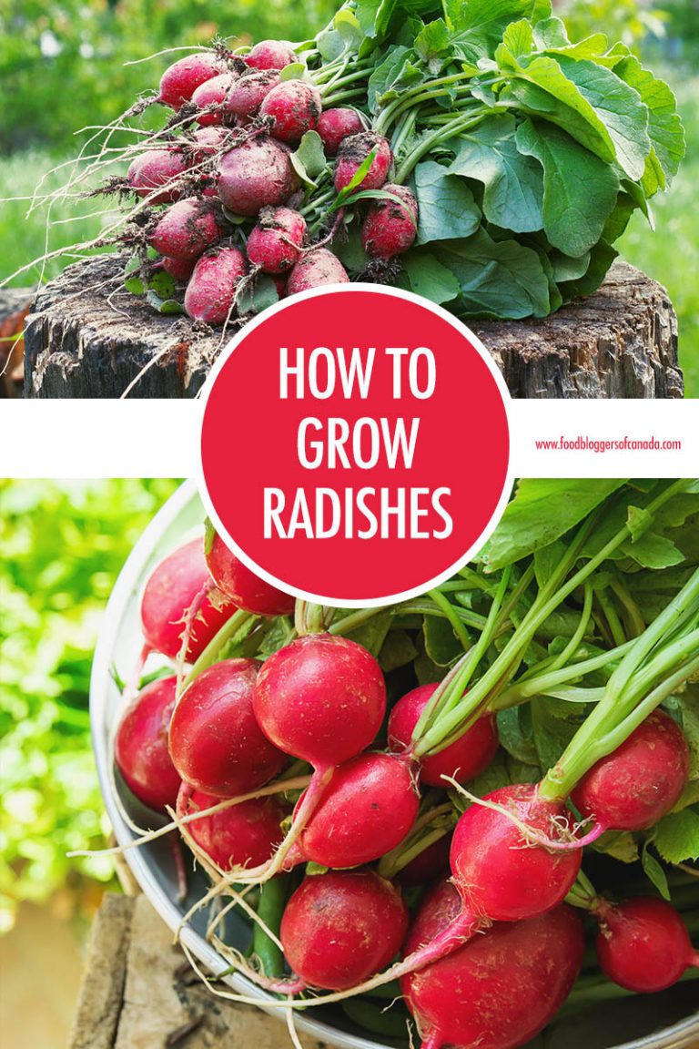 How to Grow Radishes Food Bloggers of Canada