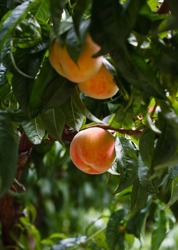 Peaches and peach trees