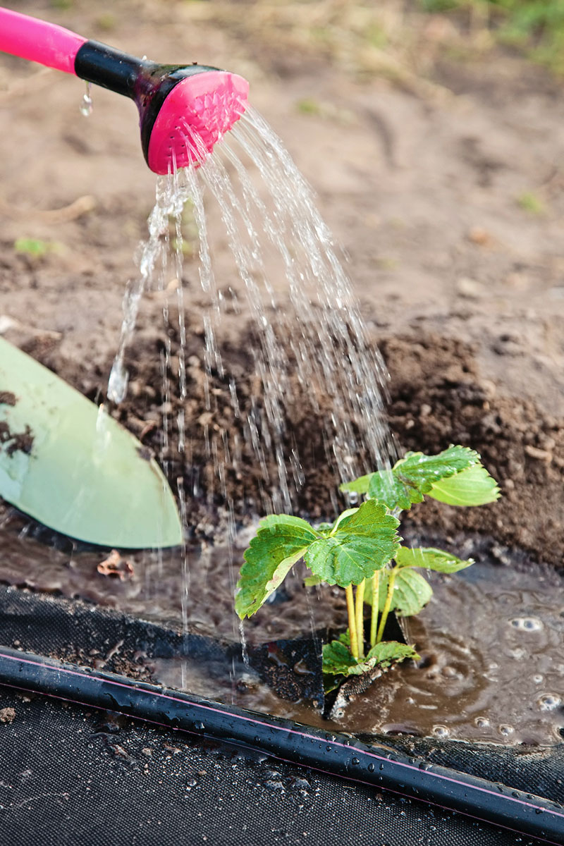 watering strawberry plants with a pink watering can
