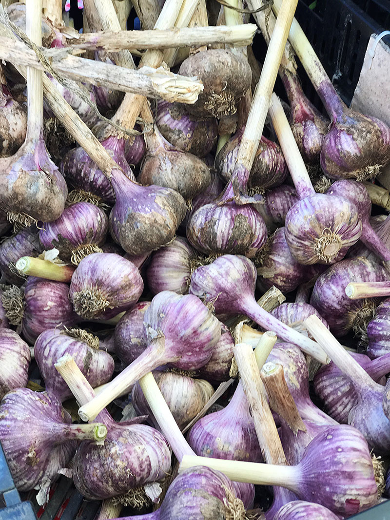 Purple Garlic Bulbs