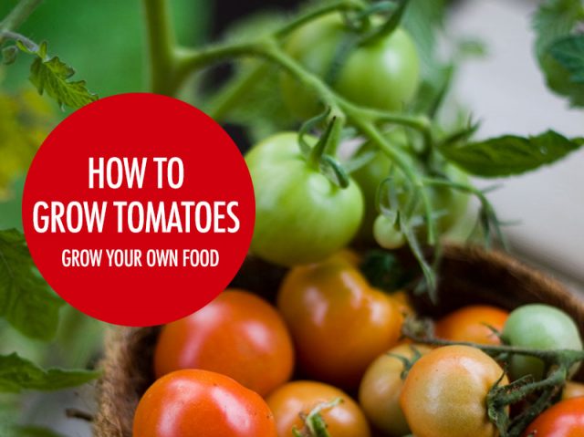 How To Grow Tomatoes in Canada | Food Bloggers of Canada