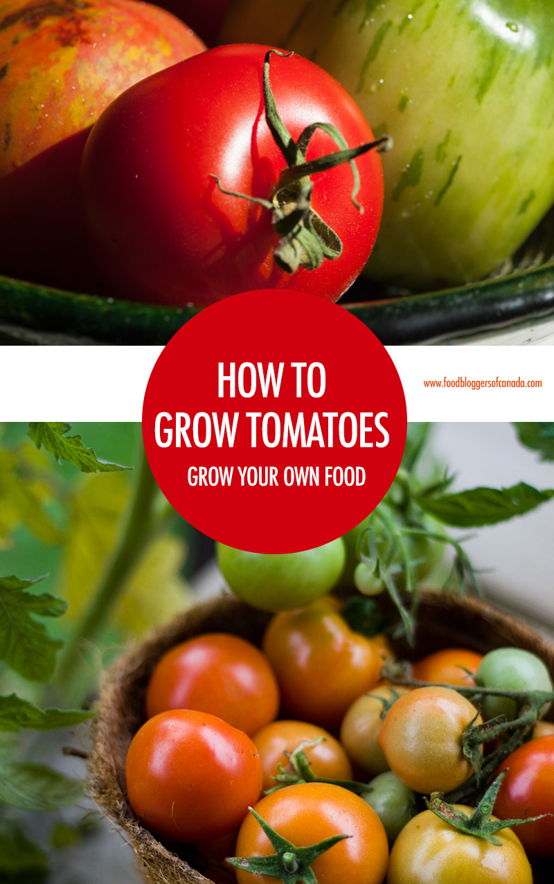 How To Grow Tomatoes in Canada | Food Bloggers of Canada