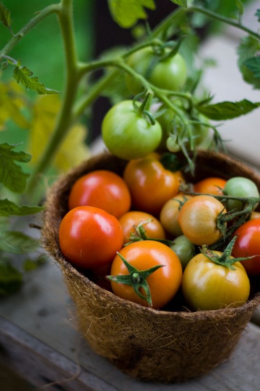Tomatoes on the vine