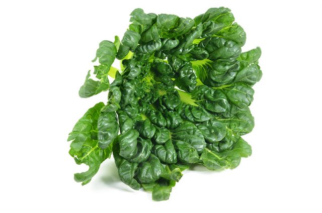 How To Grow Tah Tsai | Food Bloggers of Canada