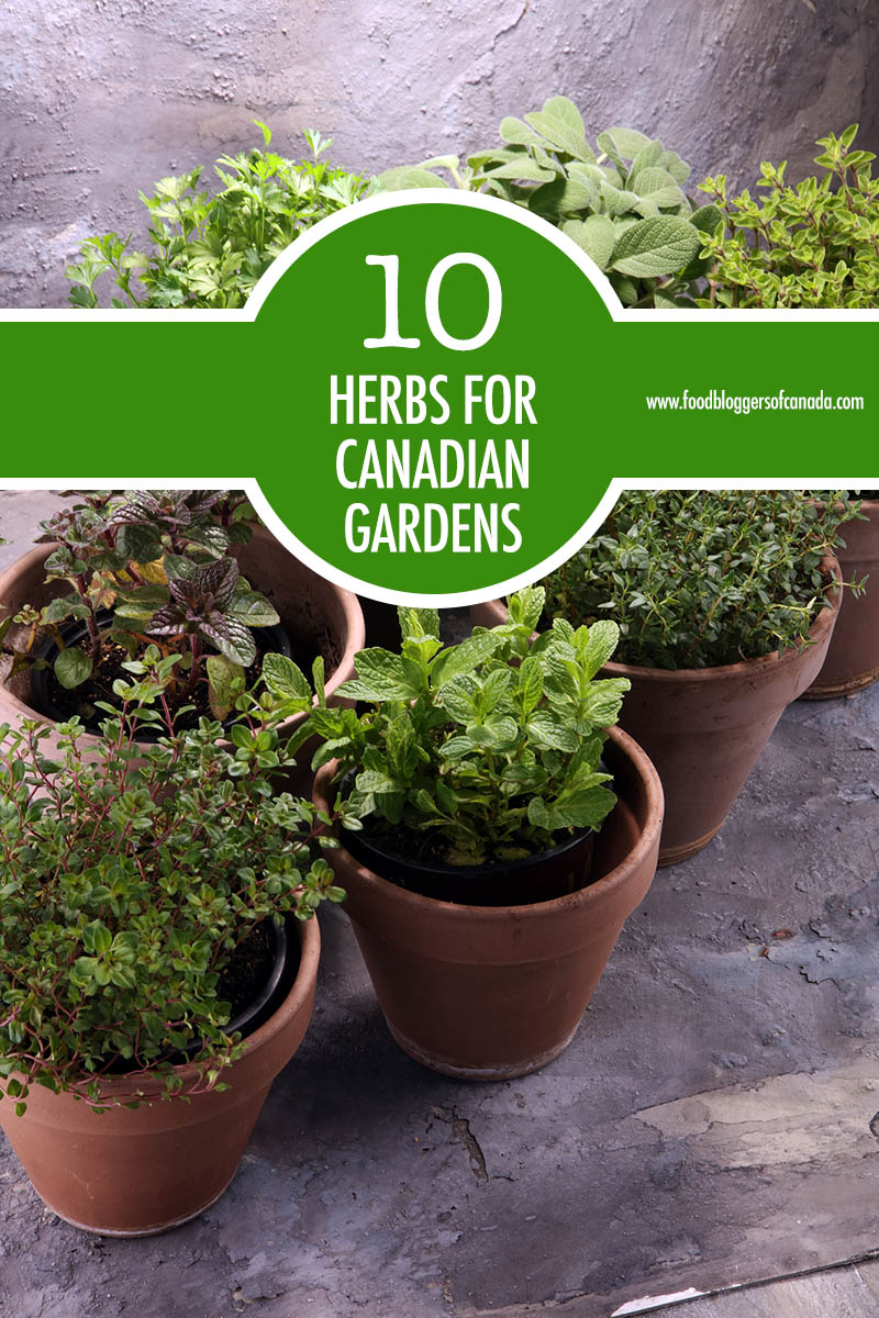 10 Herbs For the Canadian Garden | Food Bloggers of Canada
