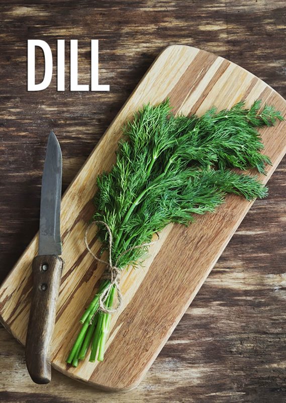 10 Herbs For the Canadian Garden | Food Bloggers of Canada