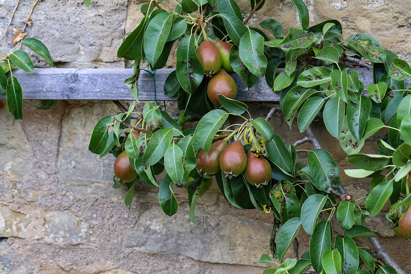 Pruning and Espaliering Fruit Trees | Food Bloggers of Canada