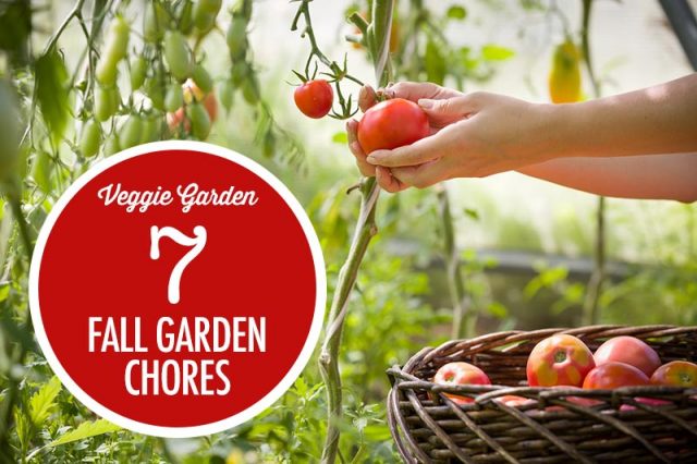 7 Fall Garden Chores For Harvest | Food Bloggers of Canada