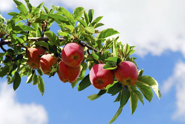 Apples on a Branch