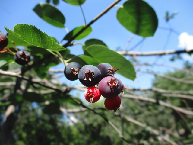Saskatoon berries on a tree.