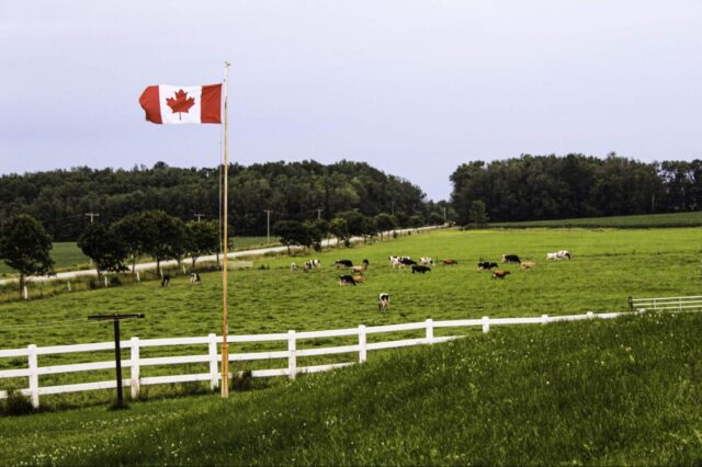 Cows on the field, Canadian flag in front.