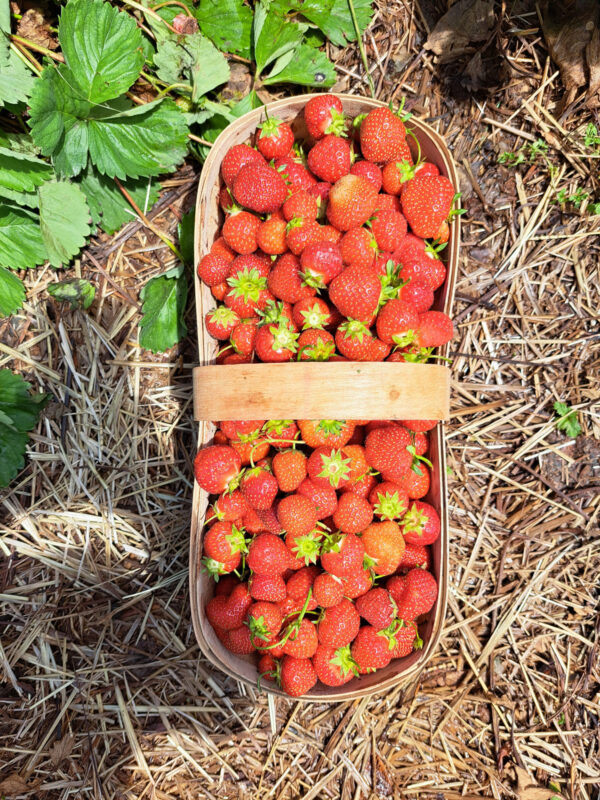 Strawberries.