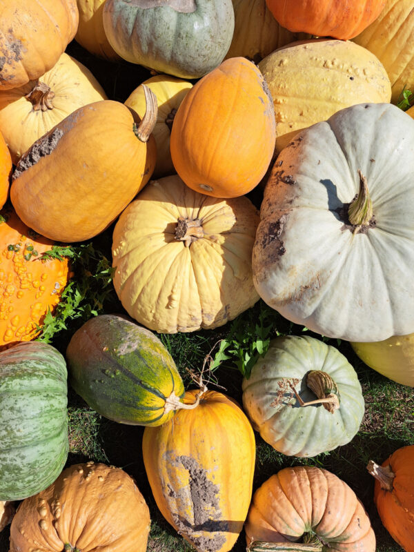 Pumpkins.