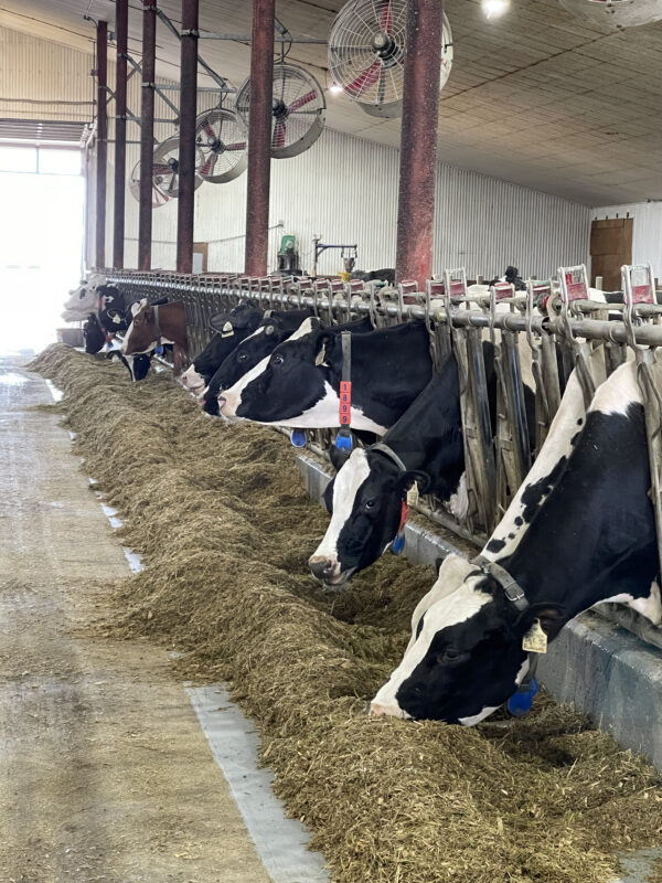 Cows in a barn.